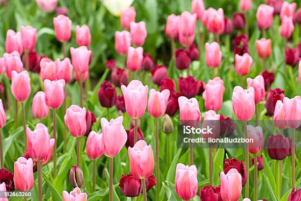 Pink Tulips Stock Photo - Download Image Now - Color Image, Day, Dutch Culture