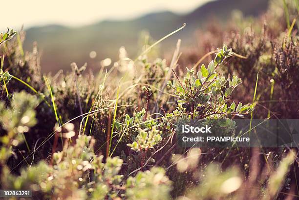 Green Plants In The Sunlight Stock Photo - Download Image Now - Venison, Agricultural Field, Defocused