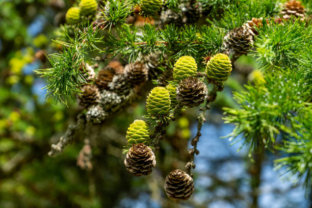 Japanese Larch Cones stock photo