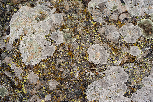 spotted rock background stock photo