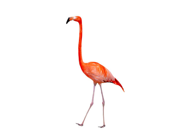 istock red flamingo isolated on white background 1828634618