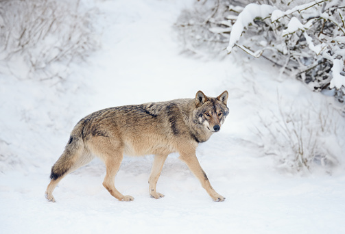 Young coyote hunting in snow