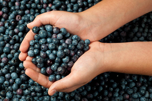 istock Little Girl's Hands Holding Fresh Blueberries 182863769