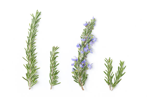 爽やかなローズマリーの小枝 - rosemary herb isolated ingredient ストックフォトと画像