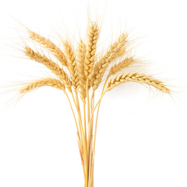 위트 귀 - wheat whole wheat close up corn on the cob 뉴스 사진 이미지