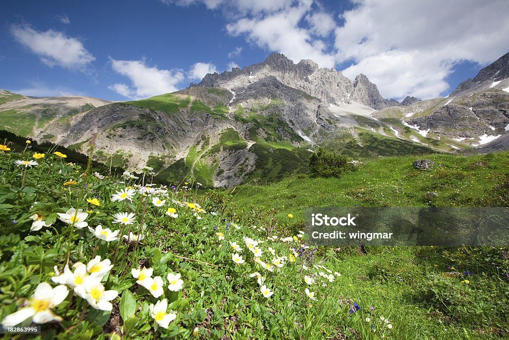 Blühende Blumen im lechtaler Alpen - Lizenzfrei Abenteuer Stock-Foto