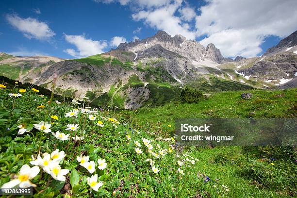 Blühende Blumen Im Lechtaler Alpen Stockfoto und mehr Bilder von Abenteuer - Abenteuer, Abwesenheit, Alpen