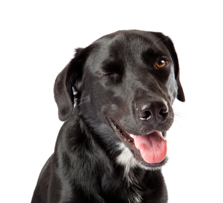 Sad Black Labrador dog that is overwhelmed by the heat. This dog is lying on white tiles with nostalgia and tireness in a kitchen. the dog looks sadly upwards.