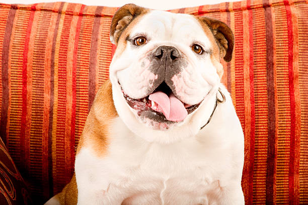 istock Bulldog  Chair Isolated on White 182864120