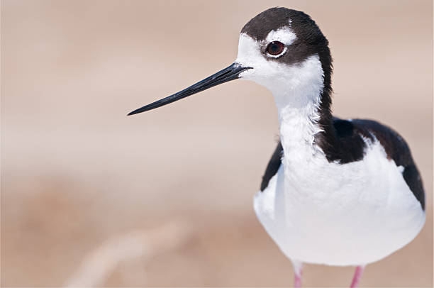 istock Black-necked Stilt Closeup 182864216