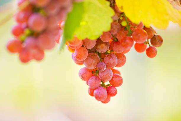 istock Grapes of red wine in the sun 1828642609
