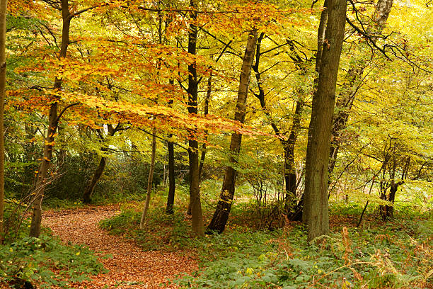 autumn path stock photo