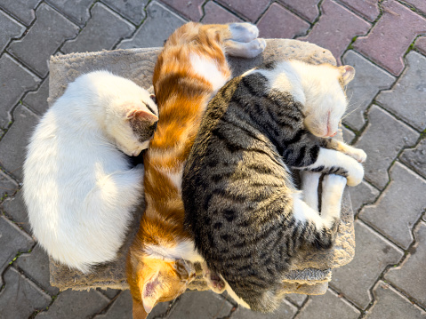 Cats sleeping on the chair