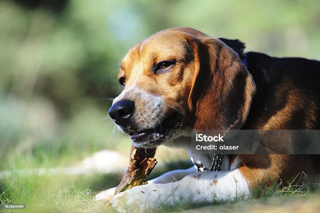 Zbliżenie Pies Żuć - Zbiór zdjęć royalty-free (Beagle)