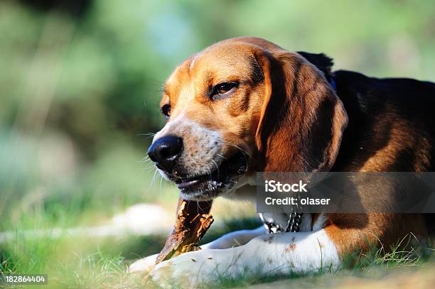 Foto de Closeup De Cão De Mascar e mais fotos de stock de Aberto - Aberto, Amizade, Animais caçando