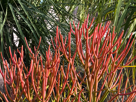 Pencil Cactus Firestick Plant Succulent Euphorbiaceae