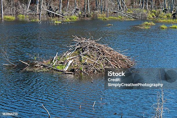 Biber Hut Stockfoto und mehr Bilder von Baum - Baum, Baumaterial, Bauwerk