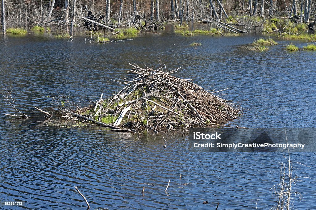 Capanna di Beaver - Foto stock royalty-free di Acqua