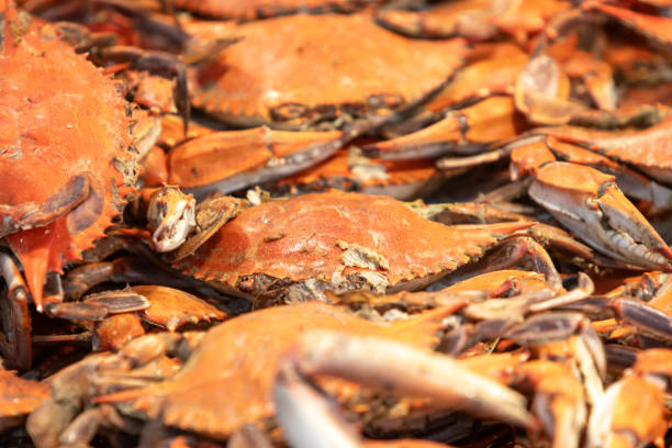 kraby na sprzedaż na targu owoców morza - maryland crab blue crab prepared crab zdjęcia i obrazy z banku zdjęć