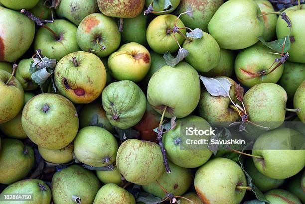 Pobre Colheita - Fotografias de stock e mais imagens de Apodrecer - Apodrecer, Colheita, Comida e Bebida