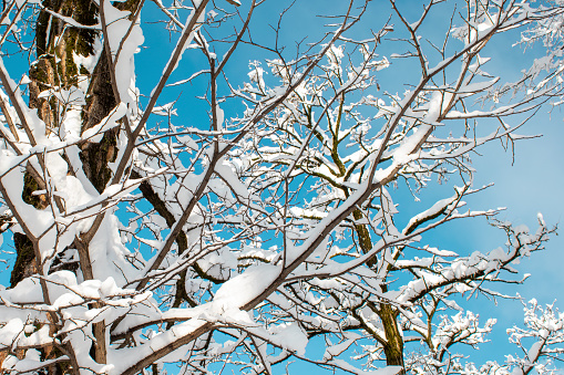 Winter Background with Branches in Snow and Ice Against the Blue Sky in Munich.