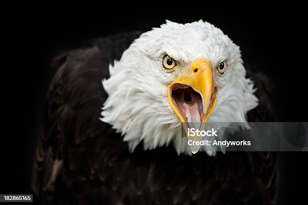 Sie Bald Eagle Haliaeetus Leucocephalus Stockfoto und mehr Bilder von Adler - Adler, Rufen - Tierlaut, Einzelnes Tier