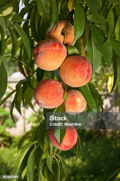 Tomates Juicy Vermelho Pêssegos - Fotografias de stock e mais imagens de Pessegueiro - Pessegueiro, Pêssego, Árvore