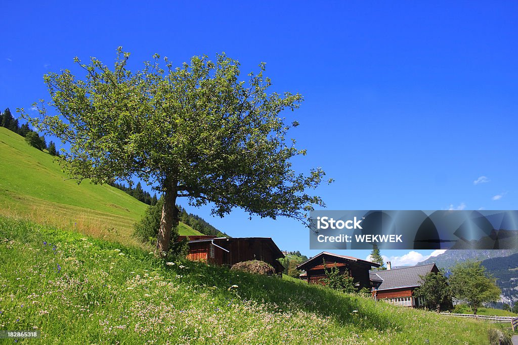 Gimmelwald, Szwajcaria - Zbiór zdjęć royalty-free (Berneński Oberland)