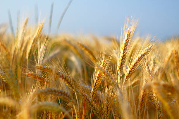 Barley closeup Closeup of barley wheat. barley stock pictures, royalty-free photos & images