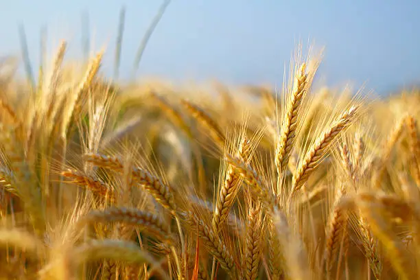 Photo of Barley closeup