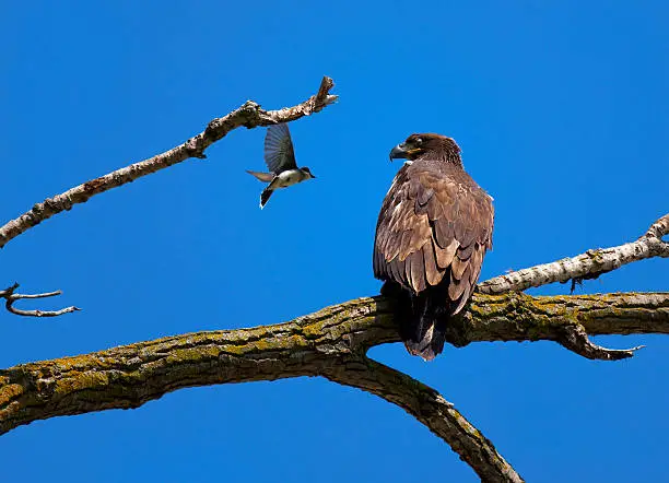 "Tiny Bird Attacks Young Bald Eagle Sitting On Branch; This young bald eagle blinks his eyes shut to avoid repeated dive-bomb strikes from this tiny aggressor, intent on getting him away from it's nest. He may be large but he is still low on the pecking order."