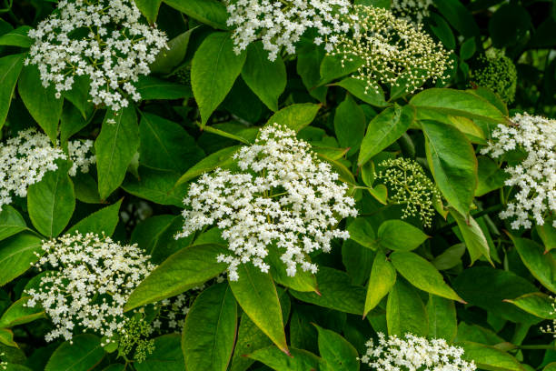 Elderflower stock photo