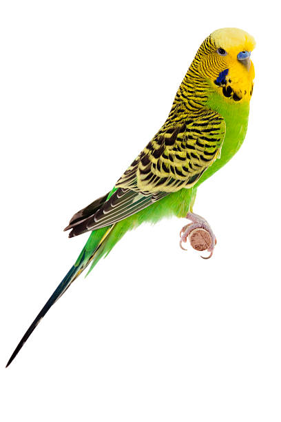 Yellow and Green Budgie Yellow and Green Budgie budgerigar photos stock pictures, royalty-free photos & images