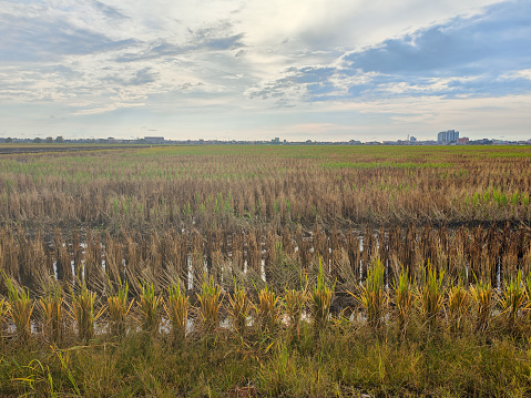 Paddy field for harvest season