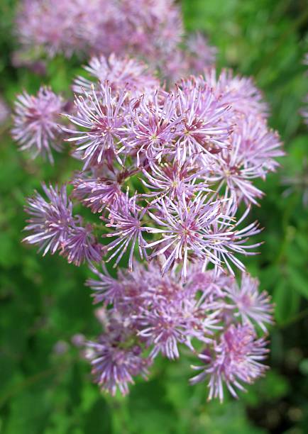 Akeleiblaettrige Wiesenraute - Thalictrum aquilegifolium