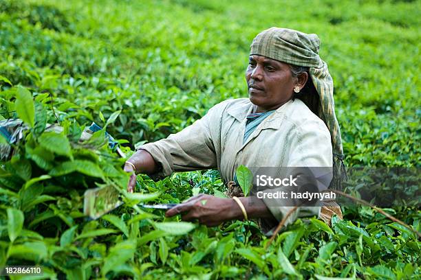 Photo libre de droit de Femme Récolter Feuilles De Thé banque d'images et plus d'images libres de droit de Adulte - Adulte, Agriculteur, Agricultrice