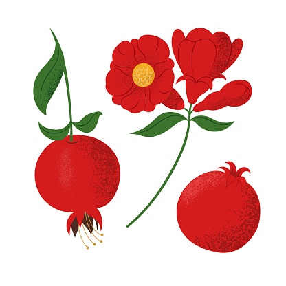 Hand drawn pomegranate fruits and tree flower set with texture effect. Isolated vector illustration on white background