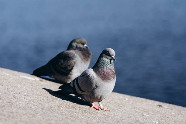 istock pigeon on the ground 1828663469