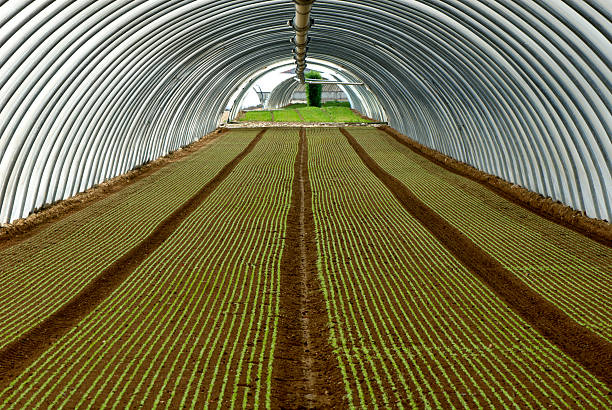 Greenhouse growing salad stock photo