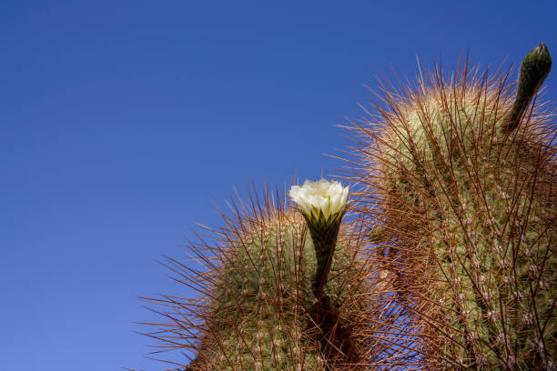 Golden prickly pear (Opuntia aurea, opuntia basilaris var. aurea). Arizona cacti