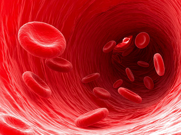 Blood Blood cells flow through a blood vessel. red blood cell stock pictures, royalty-free photos & images