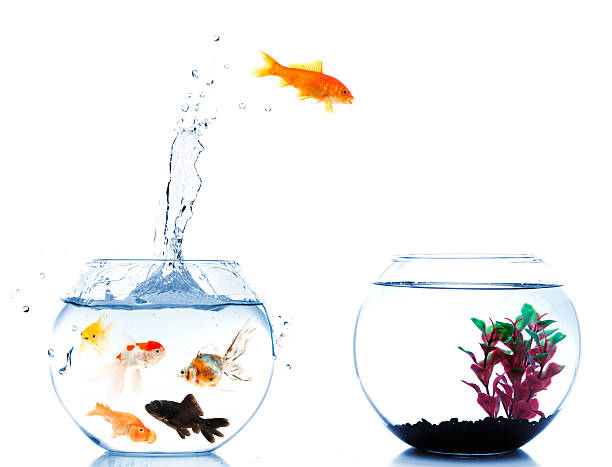istock goldfish jumping off to new fishtank 182866512