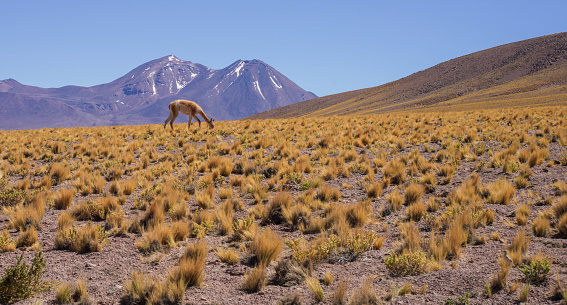 Guanaco Vicuna in the wild of Atacama Desert, Andes altiplano, Chile