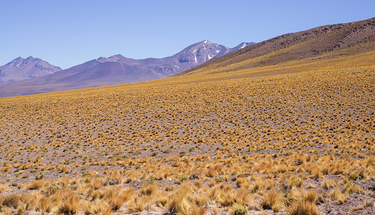 Altiplano in Los Flamencos National Reserve Antofagasta Region