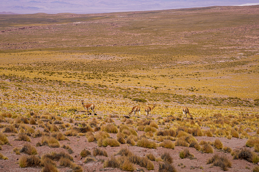 Guanaco Vicuna in the wild of Atacama Desert, Andes altiplano, Chile