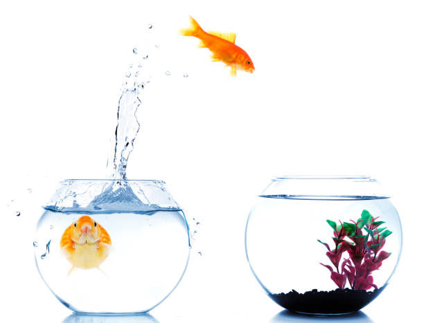 istock Goldfish jumping off to new fishtank 182866666
