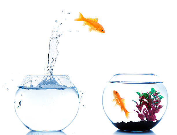 goldfish in a bowl looks like screaming, hungry fish
