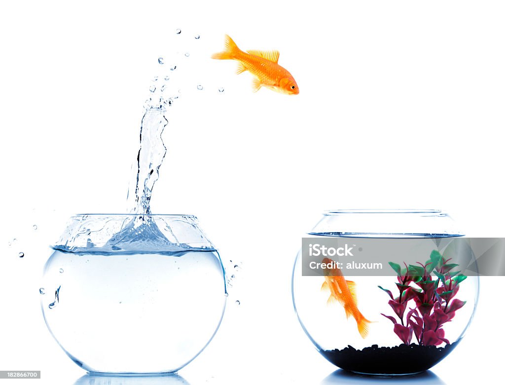 Peixinho pulando fora da nova fishtank - Foto de stock de Aquário royalty-free