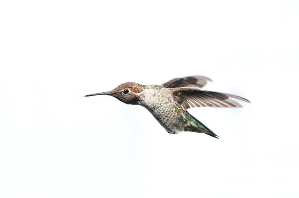 anna's hummingbird-weißen hintergrund isoliert - bird hummingbird flying annas hummingbird stock-fotos und bilder