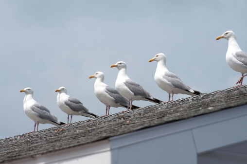 A line of seagulls perched on the peak of a fishing building roof in Nova Scotia.Similar Images:
